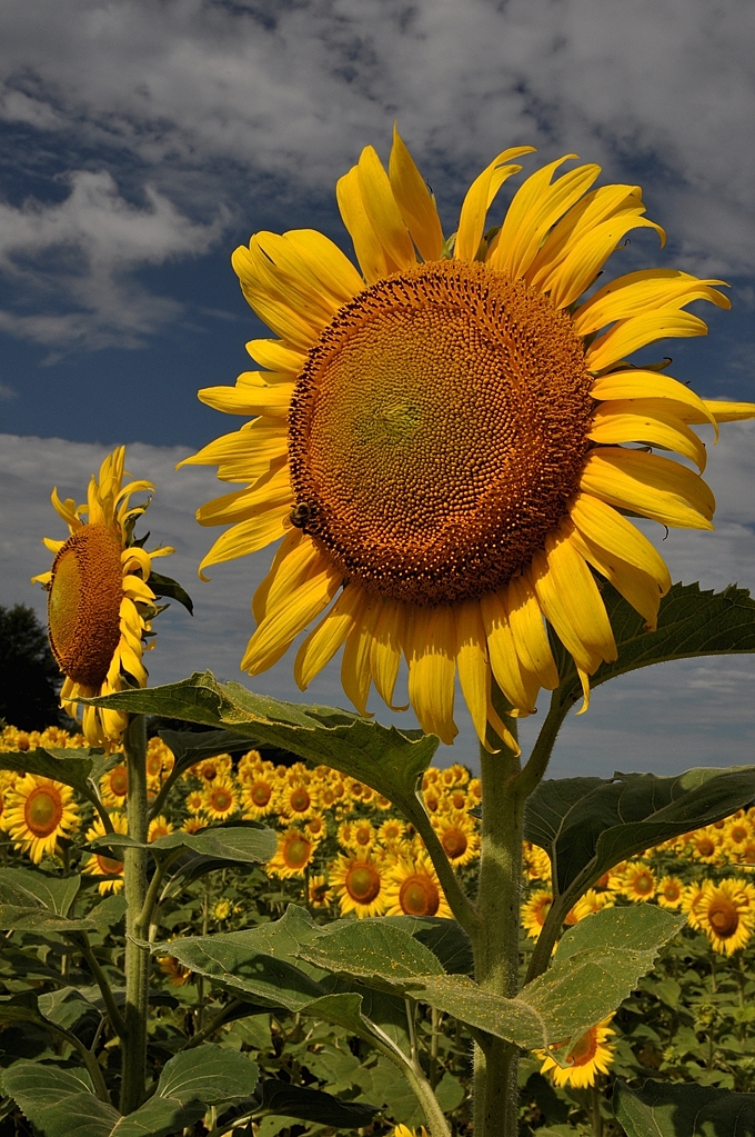 向日葵安卓版免费下载卐(向日葵手机安卓app破解版)-第4张图片-QuickQ官网 向日葵安卓版免费下载卐(向日葵手机安卓app破解版)-第4张图片-QuickQ官网