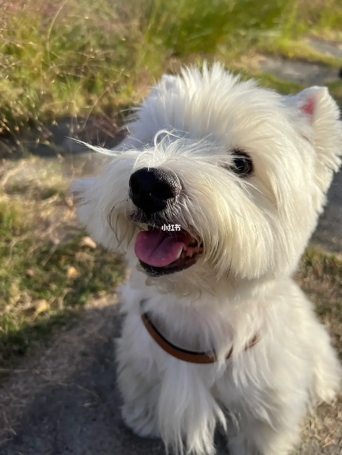 同花顺手机版动物(同花顺dynainfo大全)-第3张图片-QuickQ官网 同花顺手机版动物(同花顺dynainfo大全)-第3张图片-QuickQ官网