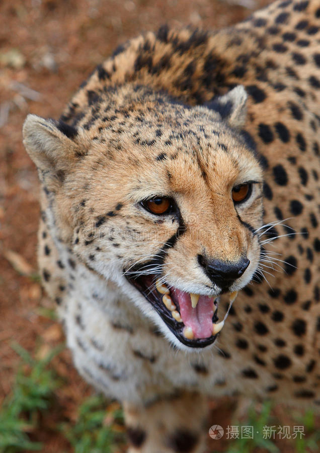 猎豹手机浏览器纯净版(猎豹手机浏览器纯净版怎么设置)-第4张图片-QuickQ官网 猎豹手机浏览器纯净版(猎豹手机浏览器纯净版怎么设置)-第4张图片-QuickQ官网